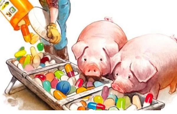 Những nguyên tắc cần biết khi sử dụng kháng sinh điều trị lợn