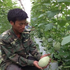 Sản phẩm nông nghiệp công nghệ cao Bắc Giang không lo đầu ra