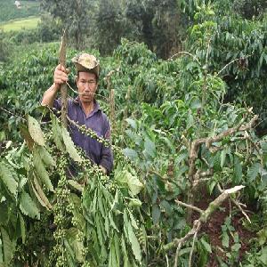 300 cây cà phê bị kẻ xấu chặt phá tại Gia Lai