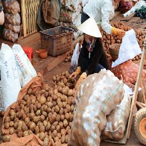 Đà Lạt nhập 100 tấn khoai tây Trung Quốc do khan hiếm hàng