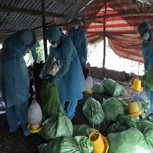 Phát hiện ổ dịch cúm gia cầm tại Hồng Dân, tỉnh Bạc Liêu