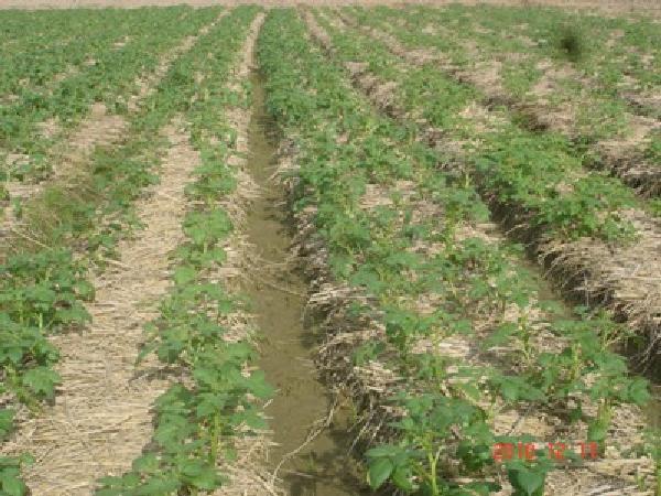 CS-Quy trình trồng khoai tây bằng phương pháp làm đất tối thiểu có phủ rơm rạ