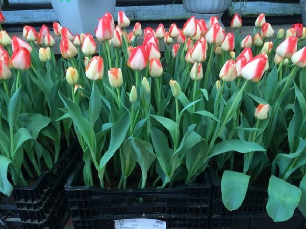 CS-Tám giống hoa tulip phù hợp trồng vụ đông miền Bắc