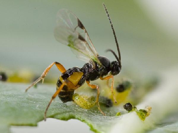 SB-Sử dụng ong ký sinh để quản lý rệp sáp bột hồng hại sắn