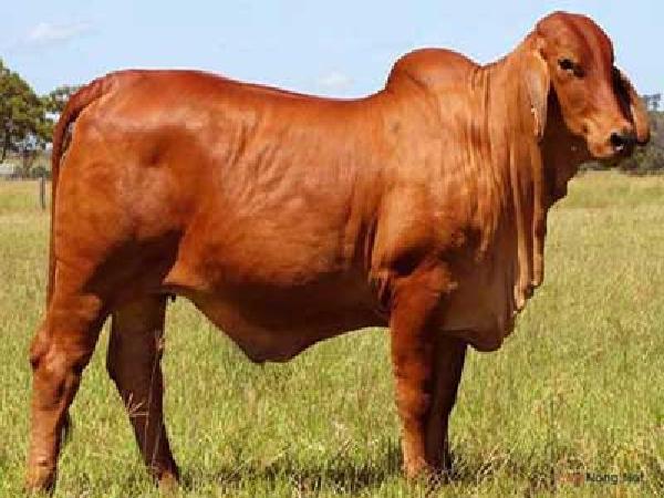 N-Quy trình kỹ thuật chăn nuôi bò giống lai