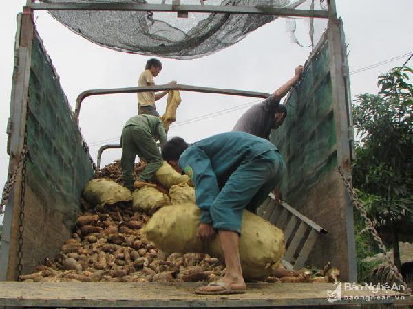 Tư thương 'tranh mua' sắn nguyên liệu của nhà máy sắn ở Con Cuông