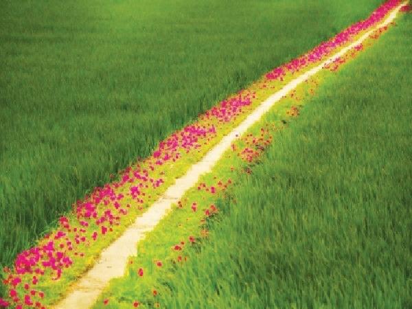 CS-Hướng dẫn thực hiện mô hình ruộng lúa - bờ hoa