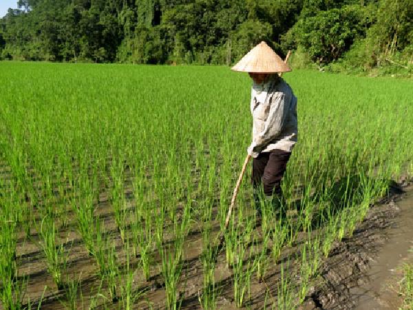 CS-Kỹ thuật tưới lúa “ướt khô xen kẽ” của IRRI