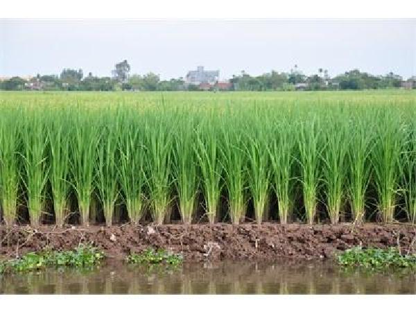 CS-Quy trình tưới nước tiết kiệm trong sản xuất lúa
