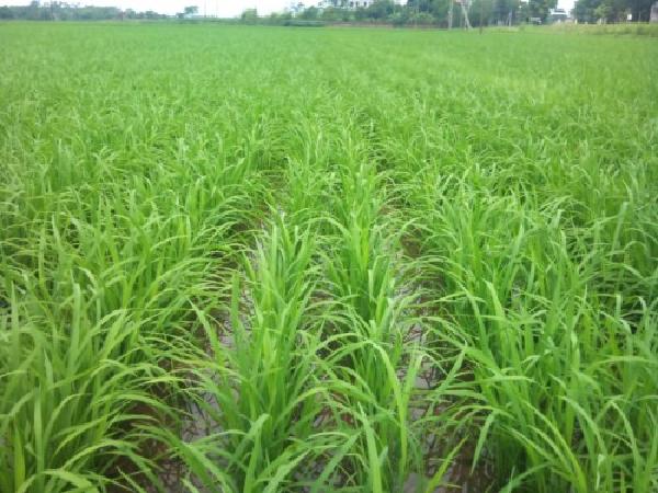 CS-Quy trình tưới nước tiết kiệm cho sản xuất lúa trong điều kiện đất nhiễm phèn (4 - 5 độ pH)