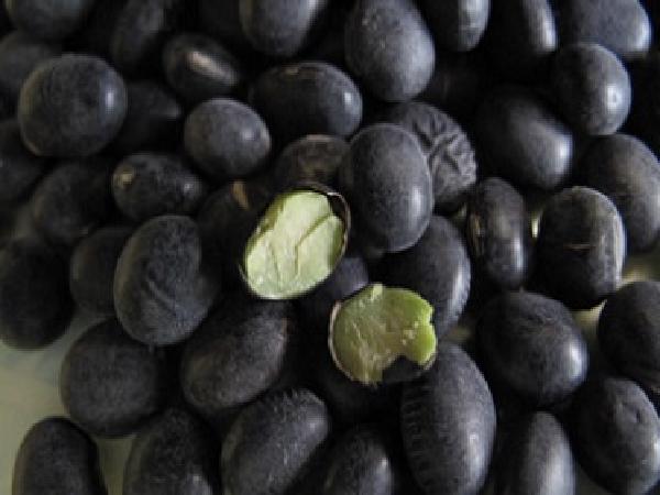 TH-Cách bảo quản hạt đậu xanh để lâu không mối mọt