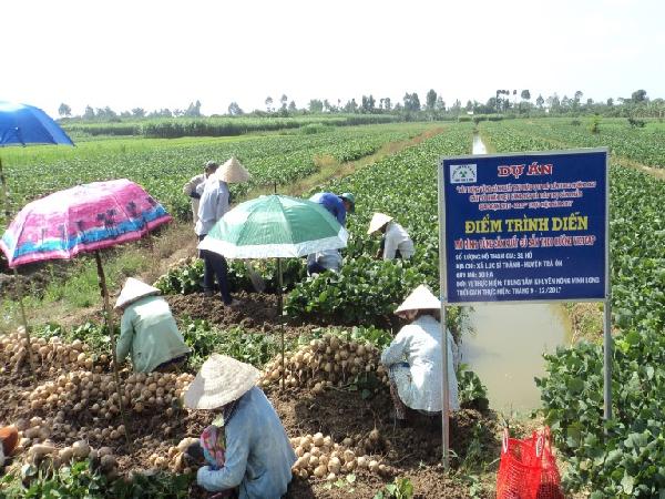 CS-Vĩnh Long: Canh tác củ đậu theo hướng VietGAP cho thu nhập cao