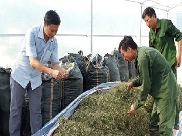 Mở rộng diện tích cây dược liệu ở Con Cuông