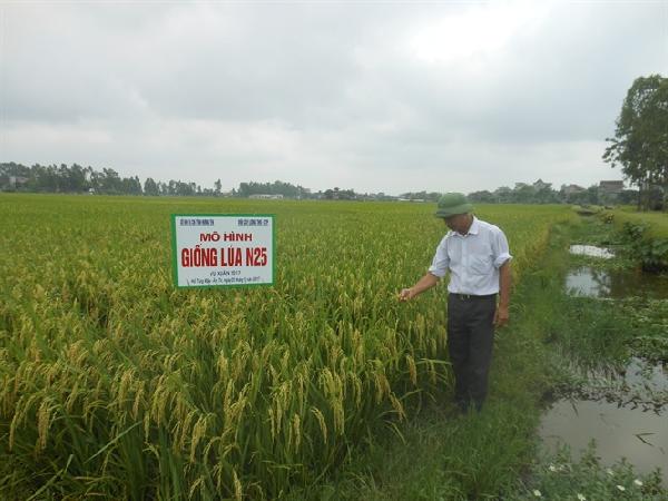 Nhiều đối tác mua bản quyền lúa N25 và LTH31