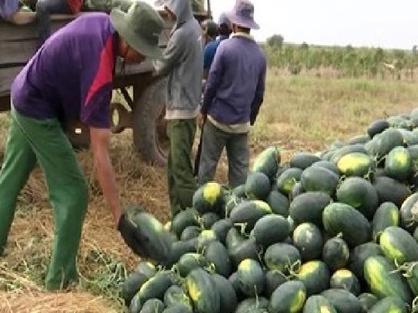 Người trồng dưa hấu ở Đắk Lắk phấn khởi vì được mùa, được giá