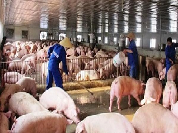 Gần Tết Mậu Tuất 2018: Thương lái ép giá nông dân vì nguy cơ thừa lợn