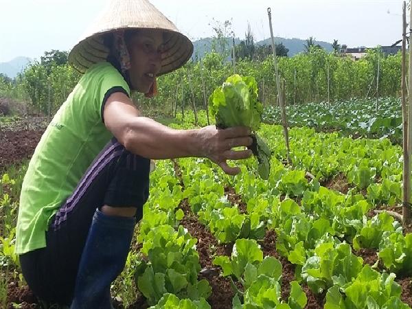 Mô hình rau hữu cơ đầu tiên ở Khánh Hòa