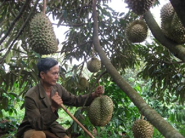 Đắk Lắk: Trồng các loại cây ăn quả có giá trị kinh tế cao