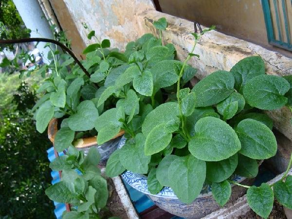 Những loại rau trồng trong vườn nhà vào tháng 2 cho năng suất cao