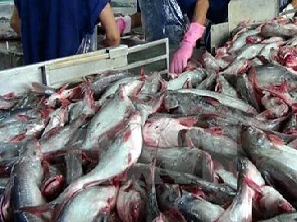Hoa Kỳ chuẩn bị thanh tra Chương trình kiểm soát cá da trơn Việt Nam
