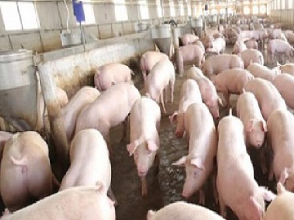 Khuyến cáo của chuyên gia cho người chăn nuôi lợn Việt Nam năm 2018