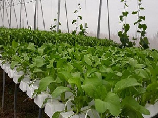 Mô hình trồng rau thủy canh đầu tiên ở Nghệ An