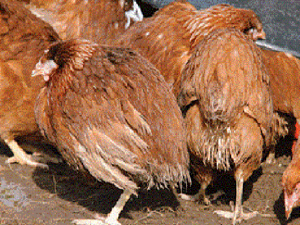 CB-Cách phòng trị hiệu quả bệnh cầu trùng trên gà