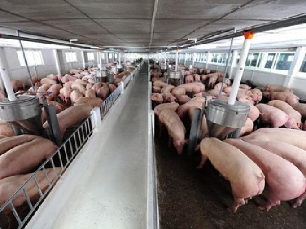 Giải pháp nào để ngành chăn nuôi lợn phát triển bền vững?