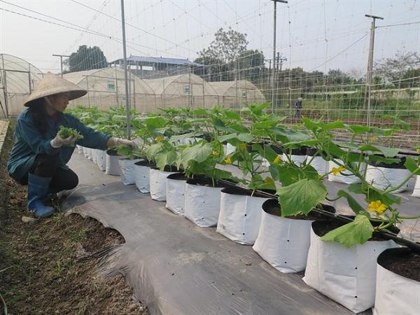 Thăm vườn rau số 1 tiên phong về quy mô công nghệ cao ở Thái Nguyên
