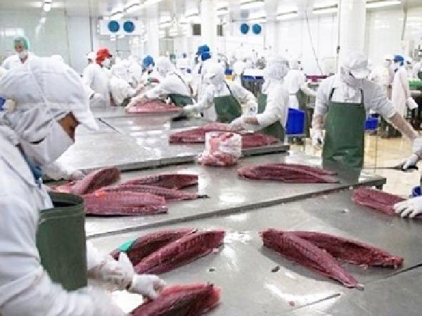 Thị trường Chile - cơ hội mới cho cá ngừ Việt Nam