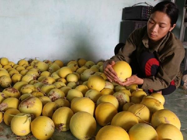 Nông dân Nghệ An trồng dưa vàng Nhật Bản cho thu lãi 20 triệu đồng/sào