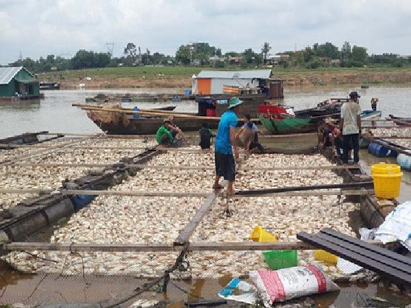 Hơn 1.500 tấn cá chết bất thường ở Định Quán: Đã kết luận được nguyên nhân