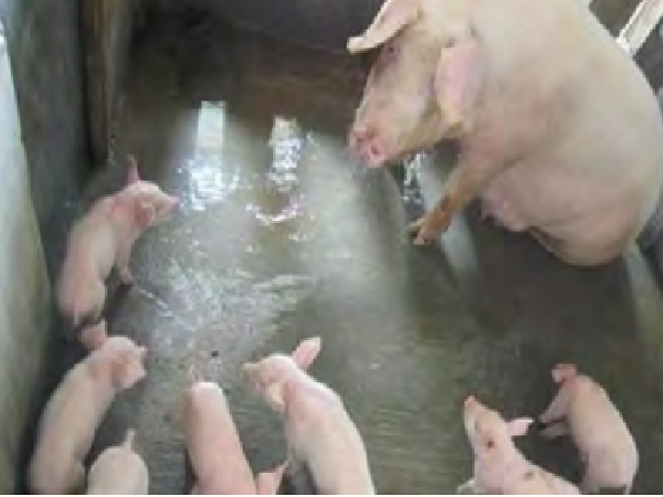Lợn nái không cho con bú, nguyên nhân và cách khắc phục.