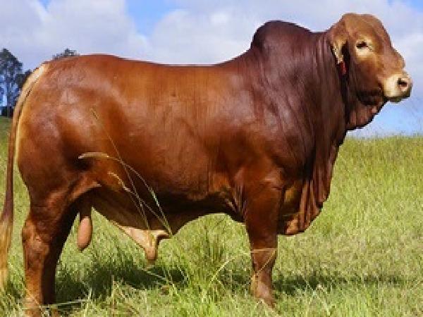 N-Giới thiệu một số giống bò thịt cho năng suất cao