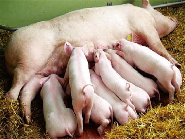 Công thức tính khẩu phần ăn cho lợn nái sau sinh và 1 số lưu ý