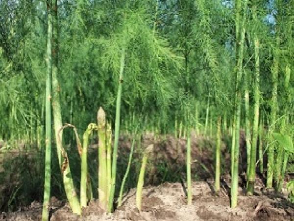 CS-Kỹ thuật trồng và chăm sóc cây măng tây xanh