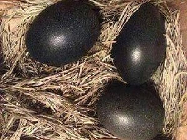 Trứng gà đen như cục than giá 1 triệu đồng/quả