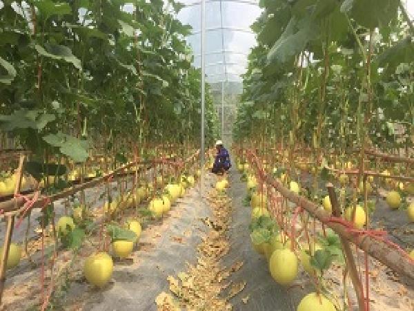 Quảng Bình: Phát triển mô hình trồng dưa lưới trong nhà màng trên các vùng đất huyện Lệ Thủy