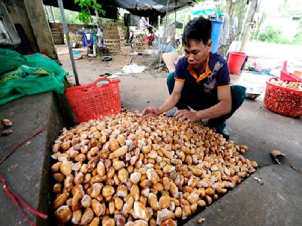 Lâm Đồng 'sốt' hạt sầu riêng; 98% nhãn Việt Nam xuất khẩu là bán cho Trung Quốc