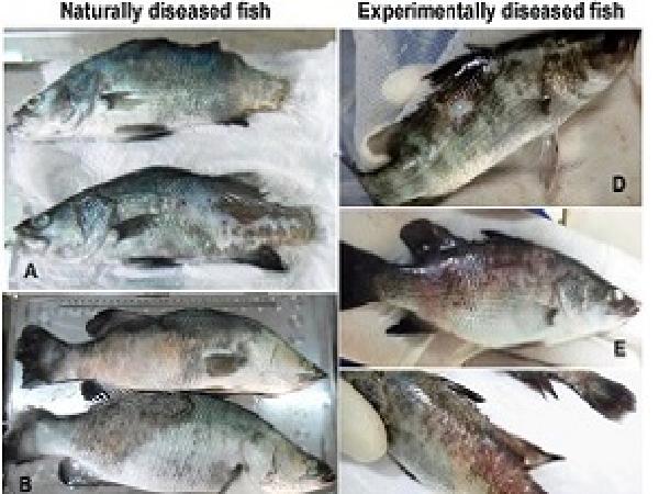 CB-Bệnh rụng vảy và hoại tử cơ ở cá chẽm nuôi