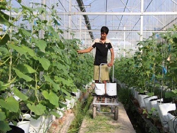 Kỹ sư nông nghiệp Israel miệt mài trồng dưa lưới ở miền Tây