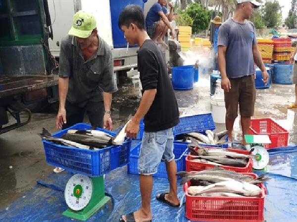 Dân bàng hoàng vì 10.000 con cá bớp nuôi lồng bè bị chết trong 'chớp mắt'
