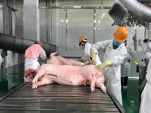 Nhà máy chế biến thịt lợn "khủng" nhất miền Bắc – Thịt heo sẽ đến bàn ăn người Trung Quốc
