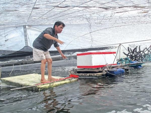 Hiệu quả nuôi tôm thẻ chân trắng công nghệ cao ở Thái Bình