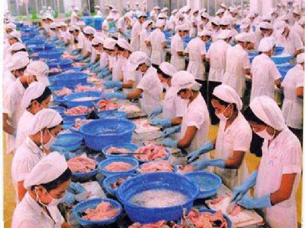 Việt Nam đứng đầu thế giới về nuôi cá tra, thứ 3 về tôm, thứ 6 về quy mô đàn lợn