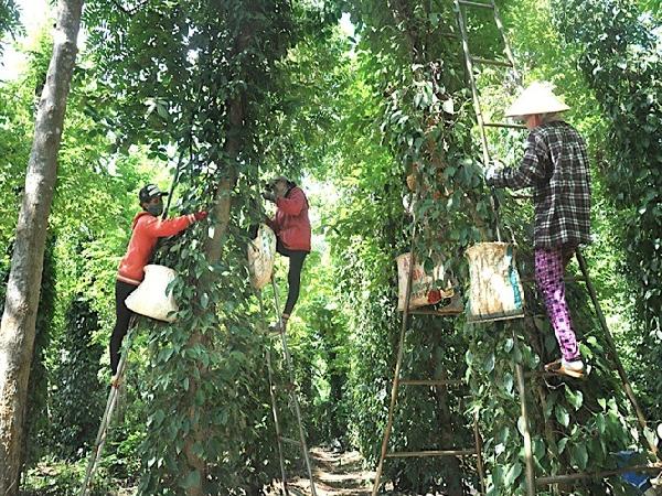 Một doanh nghiệp Việt Nam cam kết tiêu thụ 10.000 tấn hồ tiêu cho nông dân