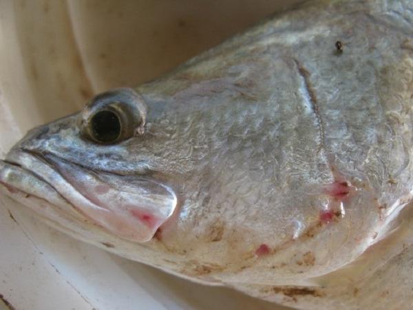 CB-Những dấu hiệu nhận biết sớm bệnh trên cá ngay tại ao