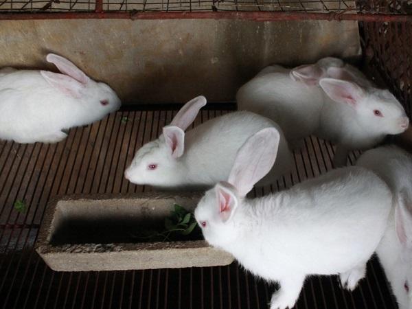 N-Bí quyết chế biến thức ăn cho thỏ mang lại năng suất cao