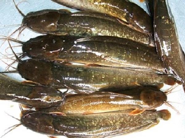 NT-Kỹ thuật nuôi cá trê vàng vừa nhàn lại mang giá trị kinh tế cao