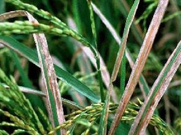 SB-Bệnh bạc lá hại lúa - Các giống lúa dễ bị bệnh, cách phòng trừ và xử lí